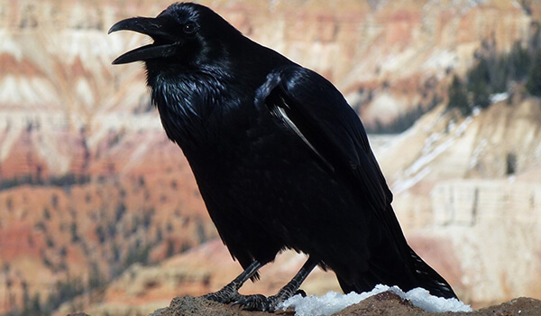Photo: Black Crow