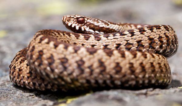 Photo: Common viper snake