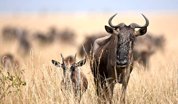 Photo: Wildebeest kalf