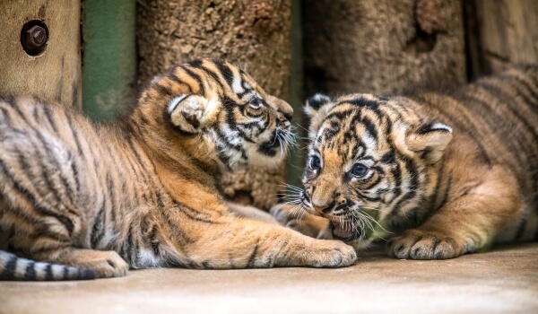 Foto: Malayan tigerunge