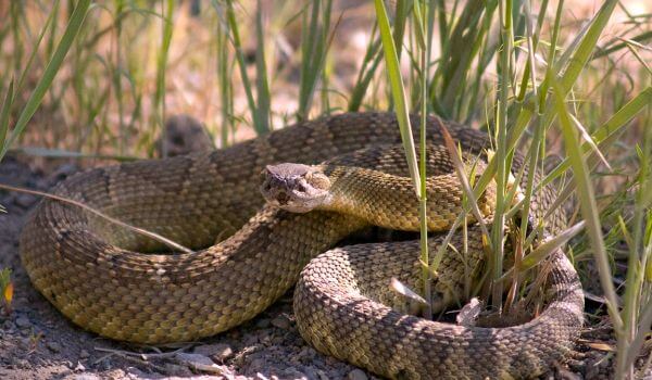 Photo: Dangerous Rattlesnake