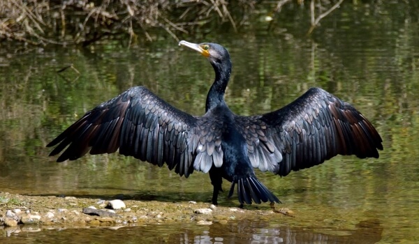 Photo: Black Cormorant