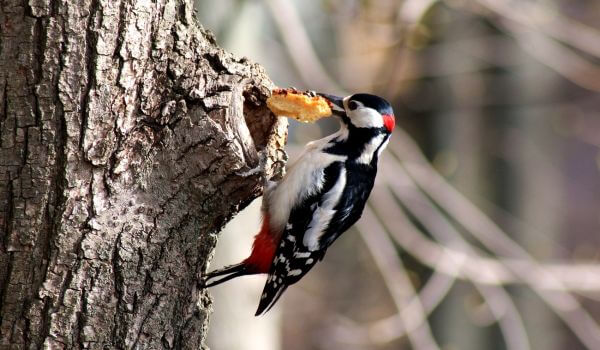 Photo: Spotted woodpecker animal