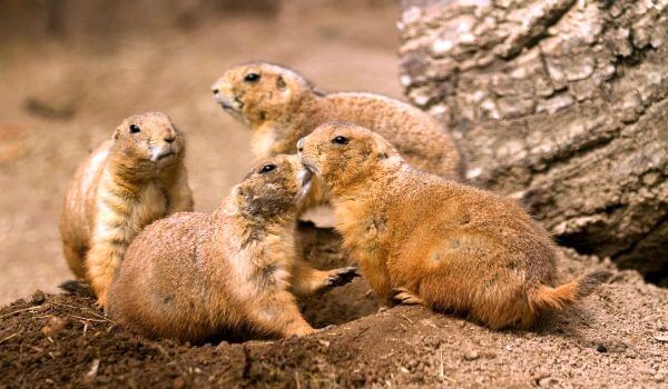 Photo: Prairie Dog Family