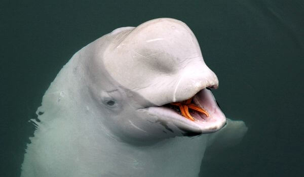 Photo: Beluga whale animal