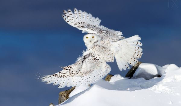  Foto: Snowy Owl