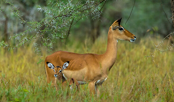 Foto: Bebê Impala