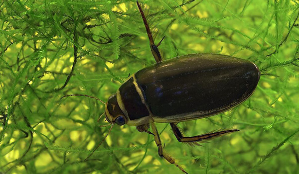 Photo: Water beetle