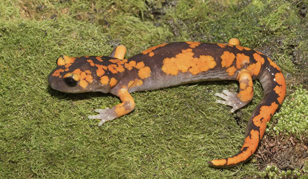 Photo: What a salamander looks like
