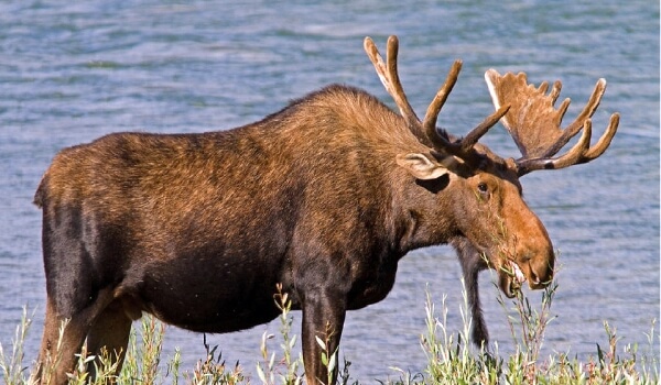 Foto: Animal Moose