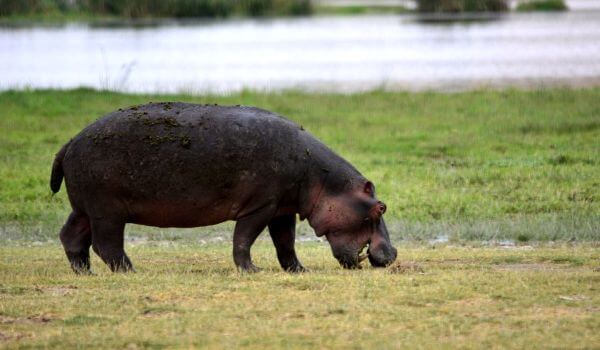 Foto: Hipopótamo pigmeo en Liberia