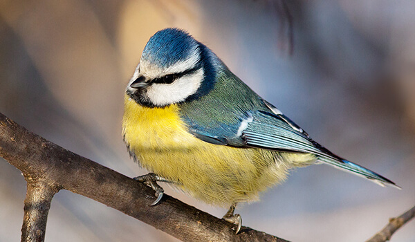 Photo: Blue tit bird