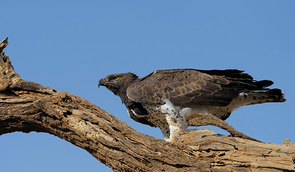 Photo: Crowned Eagle