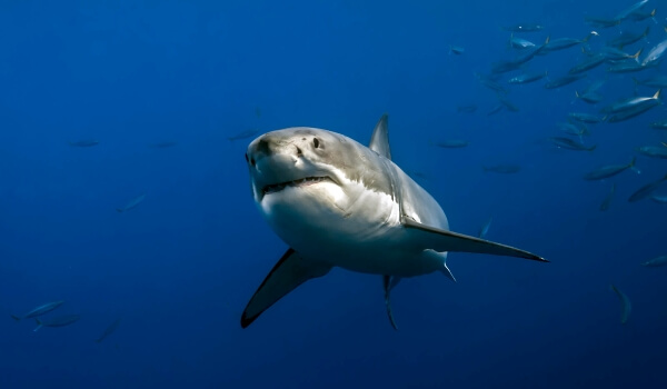 Photo: Great White Shark