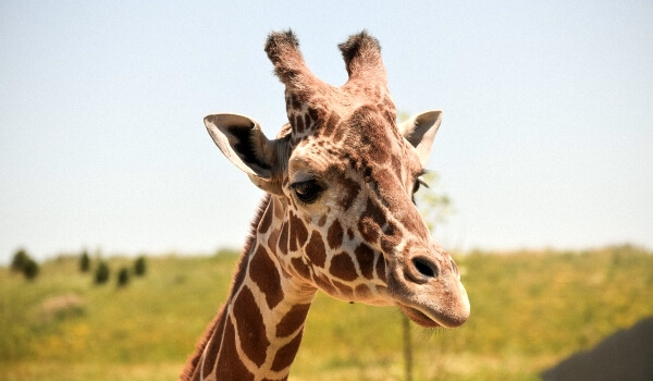 Foto: Žirafa zvířecí