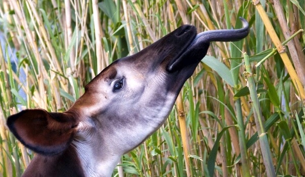 Photo: Okapi Animal