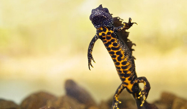 Photo: Crested newt