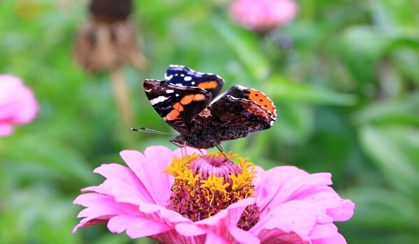 Foto: Almirante Butterfly do Livro Vermelho
