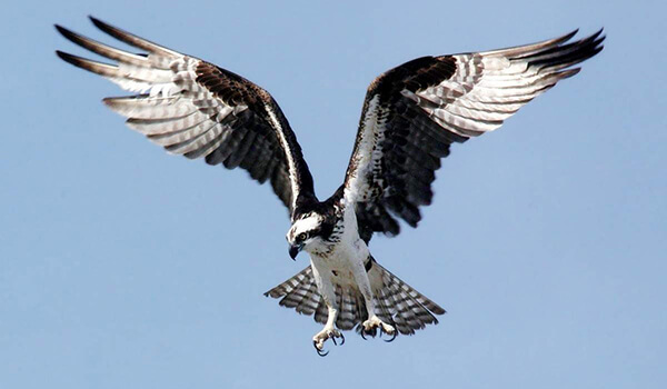 Photo: Osprey Angler