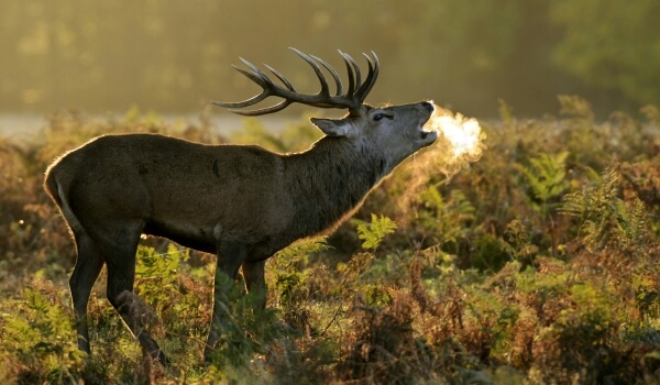 Photo: Noble deer Russia