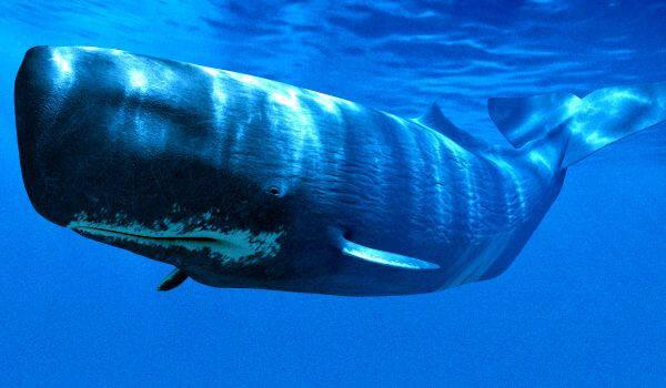 Photo: Blue sperm whale