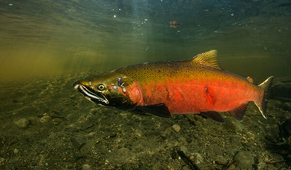 Foto: Red coho