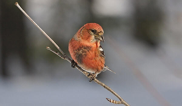 Foto: pássaro bico cruzado
