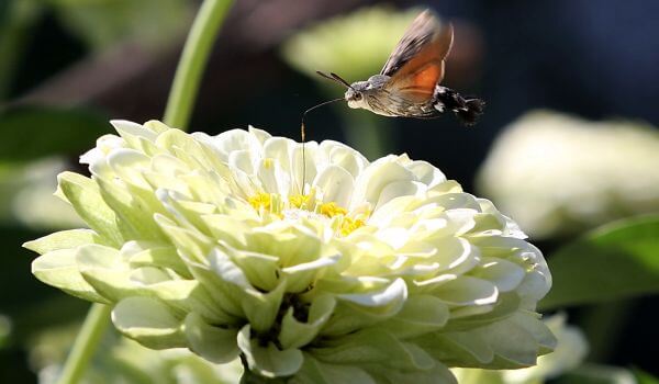  Photo: Butterfly hawk