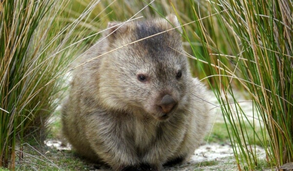 Foto: Wombat-dyr i Australien