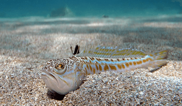 Foto: Peixe-dragão no Mar Negro