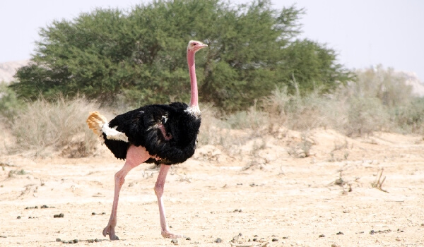 African Ostrich Protection