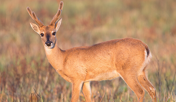 Photo: What a pampas deer looks like