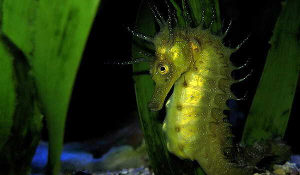 Photo : Seahorse in water