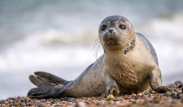 Photo: Eared Seal