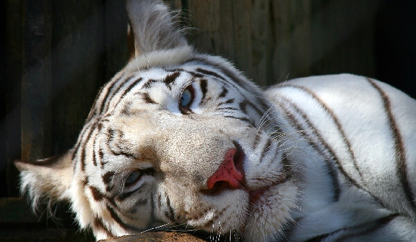 Photo: White Tiger