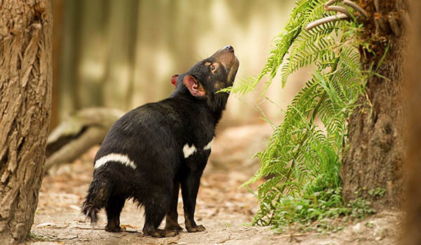 Photo: Tasmanian Devil