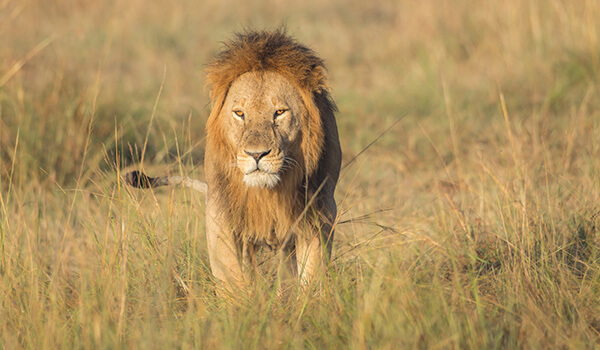 Photo: African lion