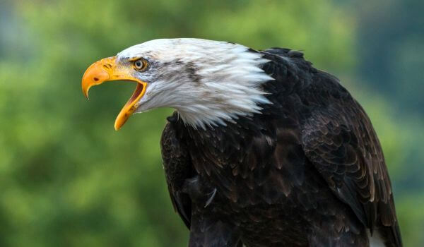 Photo: American Bald Eagle
