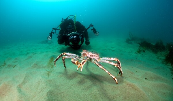 Photo: Large king crab