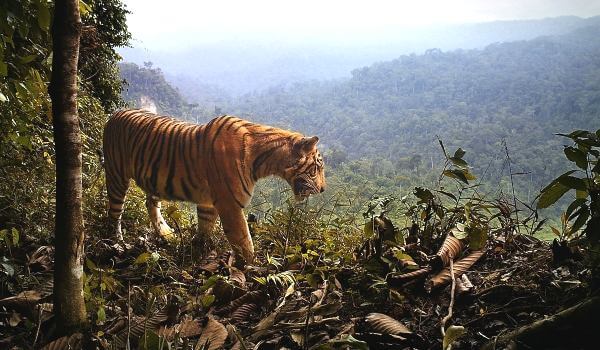 3. : Malayansk tiger