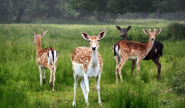 Photo: Spotted Deer Red Book