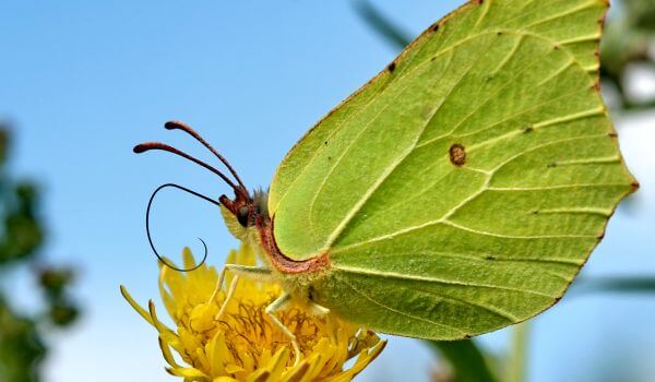 Photo: Butterfly lemongrass in spring