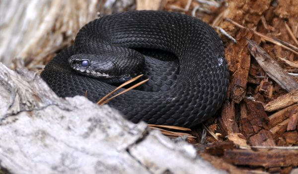 Photo: Black Caucasian viper