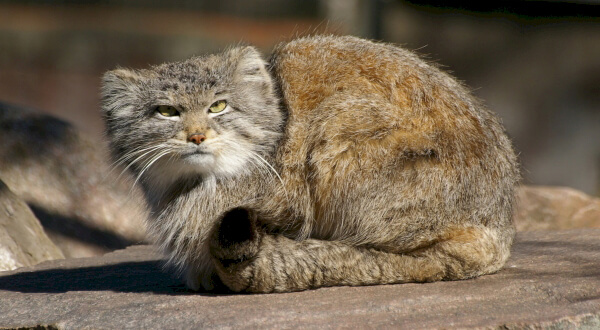 photo of a wild cat manul