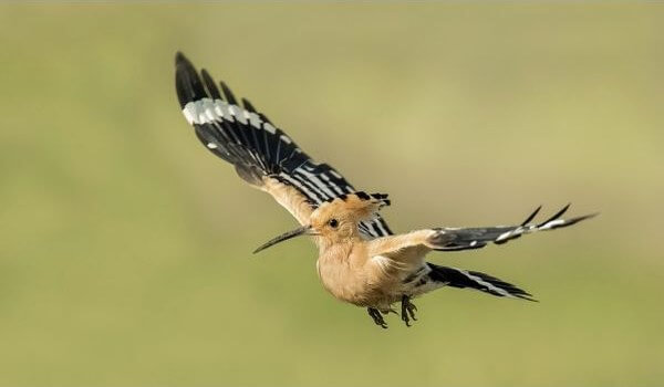 Photo: Hoopoe bird