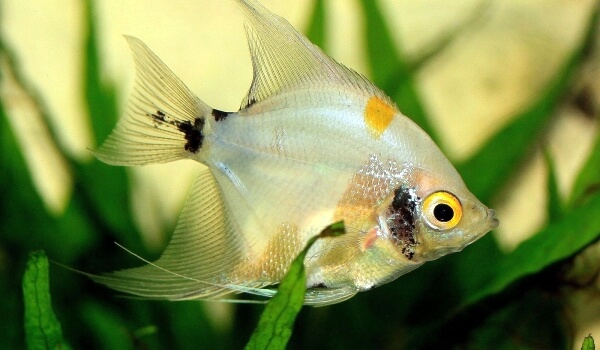 Foto: Scalar fish