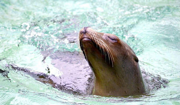 Photo: Fur seal in water