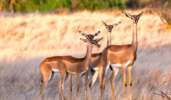 Foto: Gerenuk Antelope