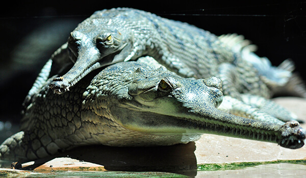 Photo : à quoi ressemble le gavial