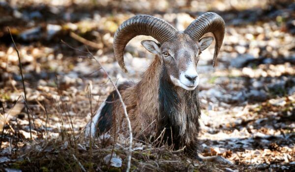 Photo: Armenian mouflon